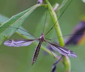 Large Crane Fly
Tipula caloptera