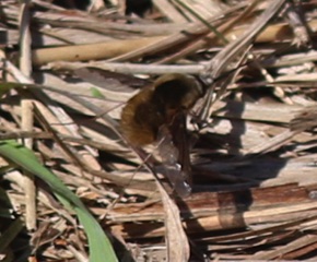 Dark-edged Bee Fly *
Bombylius major