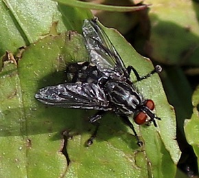 Flesh Fly.jpg