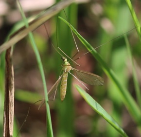 Crane Fly
Unknown