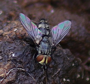 Flesh Fly
Sarcophagidae  Spp.