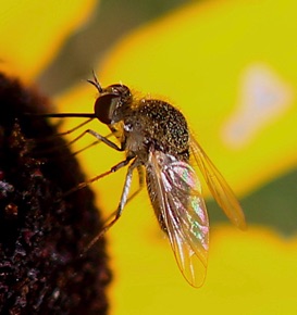 Golden Bee Fly *
Sparnopolius confusus