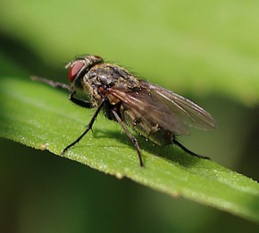 Cluster Fly.jpg