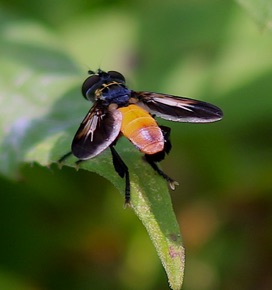 Hairylegged Fly  (ISU)
Tephritidae spp.