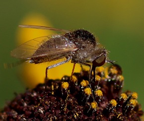 Golden Bee Fly *
Sparnopolius confusus