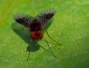 Snipe Fly
Chrysopilus quadratus