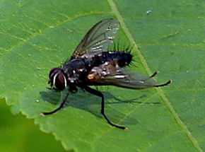 Parasitic Fly.jpg