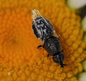 Female Soldier Fly *
Nemoteous kansensis