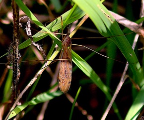 Large Crane Fly
Tipula ultima