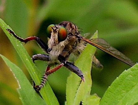 Promachus vertebratus