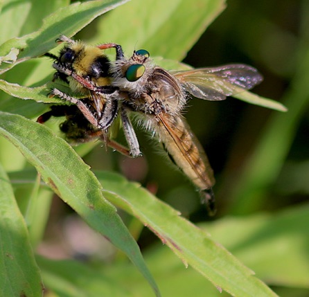 P. vertebrates feeding
on bumble bee