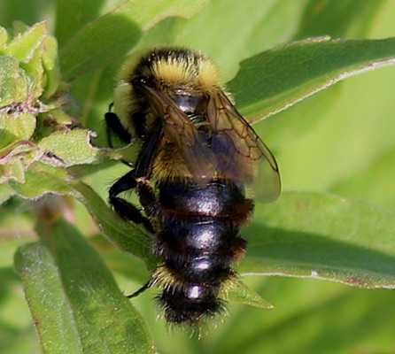 Robber Fly?