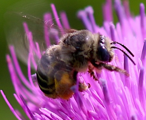 Urbane Digger Bee
Anthophora Genus