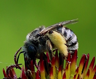 Longhorn Bee
Eucerini Tribe (ISU ID)