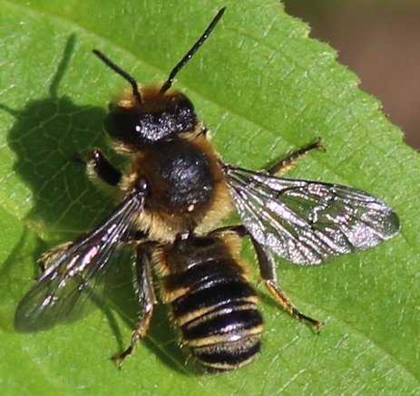 Common Little Leaf-cutter Bee
Megachile brevis