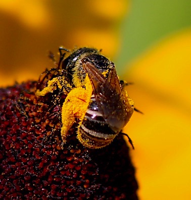 Leaf-cutter Bee
Megachile