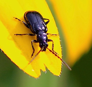 Leaf Beetle
Altica Genus