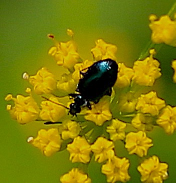 Black Tumbling Flower Beetle
Mordella Genus