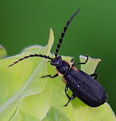 Winter Firefly
Ellychnia corrusca