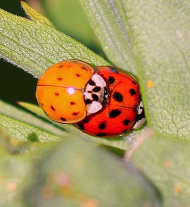 Asian Lady Bird Beetle
Harmonia axyridis