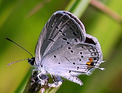 Eastern Tailed-blue Butterfly
Everes comyntas