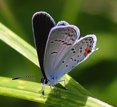 Eastern Tailed-blue Butterfly
Everes comyntas