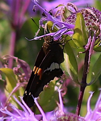 Silver-spotted Skipper
Epargyreus clarus