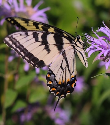 Tiger Swallowtail
Papilio glaucus