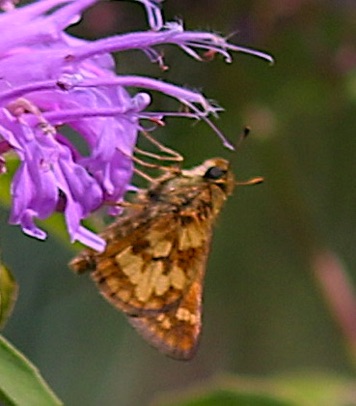 Peck's Skipper
Polites coras