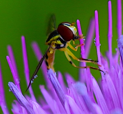 Flower Fly
Allograpta obliqua (likely)