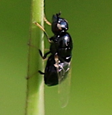 Soldier Fly
Nemotelus Genus