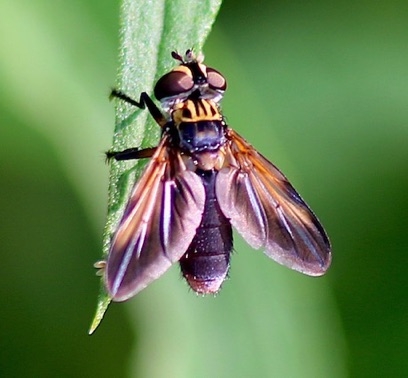 Feather-legged Fly
Tropidia quadrata