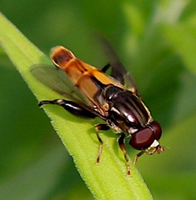 Feather-legged Fly
Tropidia quadrata