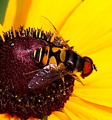 Transverse Flower Fly
Eristalis transversa