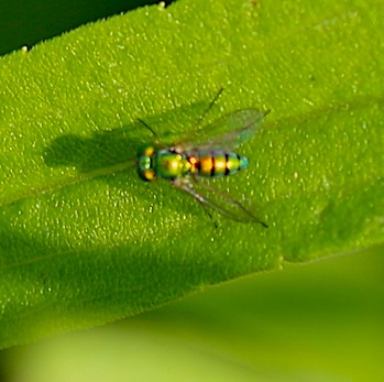 Longlegged Fly
Condylostylid Genus