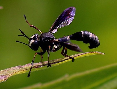 Thick-headed Fly
Physocephala tibialis