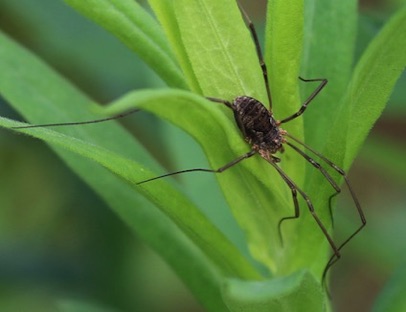 Daddy Long-Legs
Phalangium opilio