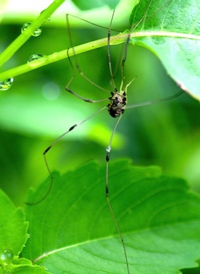 Harvestmen
Leiobunum vittatum