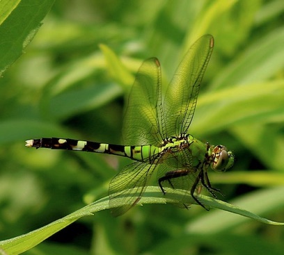 Eastern Pondhawk
Erythemis simplicicollis