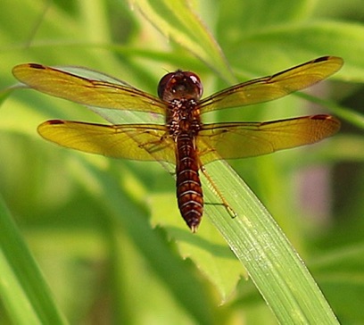 Eastern Amberwing
Perithemis tenera  (male)