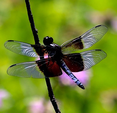 Widow Skimmer
Libellula luctuosa