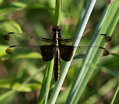 Widow Skimmer
Libellula luctuosa