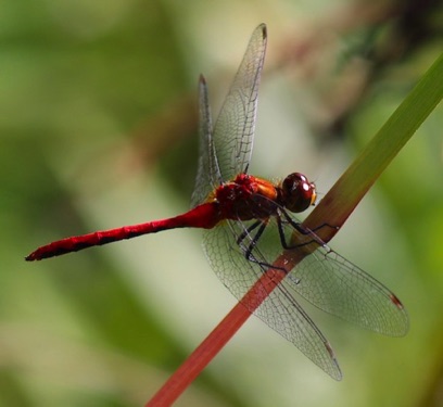 Ruby Meadowhawk
Sympetrum rubicundulum