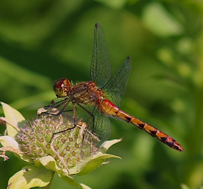 Ruby Meadowhawk
Sympetrum rubicundulum