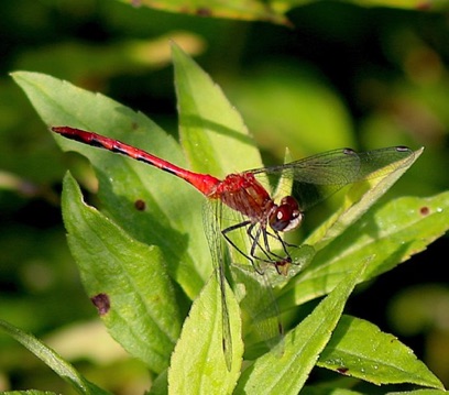 Meadowhawk Dragonfly
Sympetrum Genus