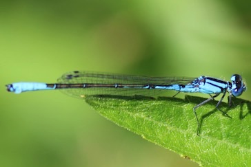 Common Blue Damselfly
Enallagma cyalthigerum