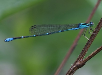 Stream Bluet
Enallagma exsulans