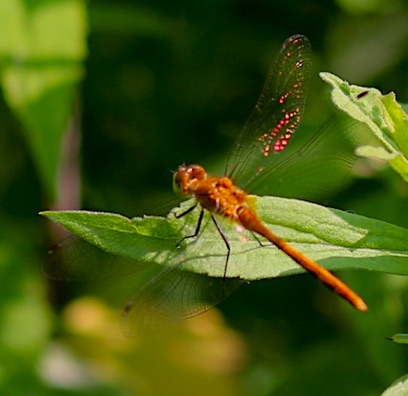 Eastern Band-winged Meadowhawk
Sympetrum semicinctum