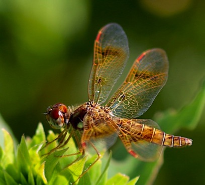 Eastern Amberwing
Perithemis tenera  (female)