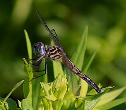 Blue Dasher (female)
Pachydiplax longipennis